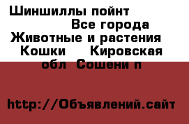 Шиншиллы пойнт ns1133,ny1133. - Все города Животные и растения » Кошки   . Кировская обл.,Сошени п.